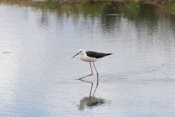 Parc du Teich