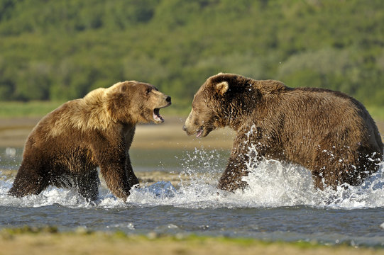 Grizzly Bear (Ursus arctos horribilis) male (right) and female fighting in water over salmon. Katmai, Alaska, USA, August.