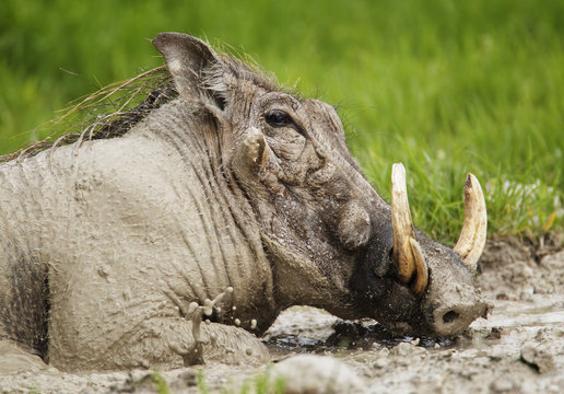 Warthog (Phacochoeros aethiopicus) male wallowing in mud. Etosha National Park, Namibia, January.