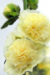 Bl&uuml;te der Stockrose, Alcea 17133.jpg