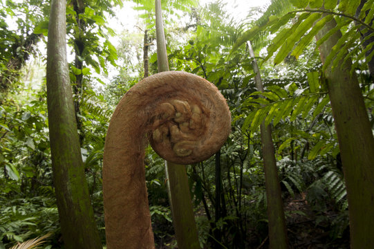 Fern leaf fiddle unfurling in rainforest