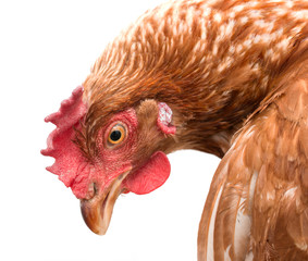 Chicken head on white background