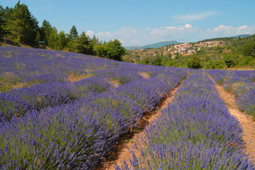 Lavender fields of Provence, France 