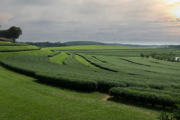 Obraz premium Sunset Tea Plantation