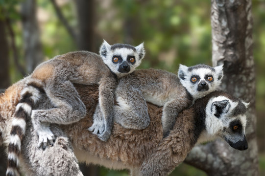 Ring tailed lemur carried on mother's back outdoors