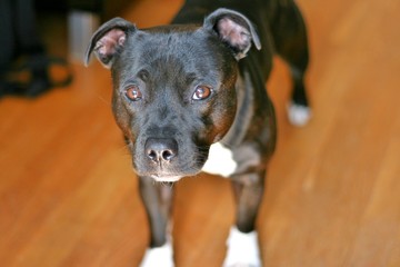 English Staffordshire Bullterrier