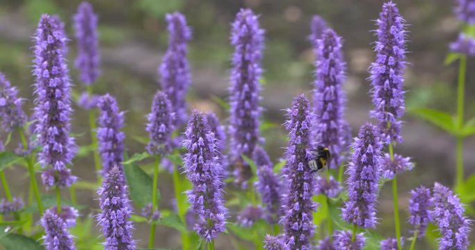 Bumblebee on agastache foeniculum, blue giant hyssop, an excellent nectar source for bees and butterlfies