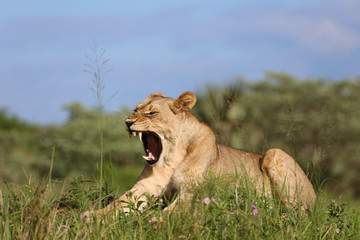 Lioness Yawning