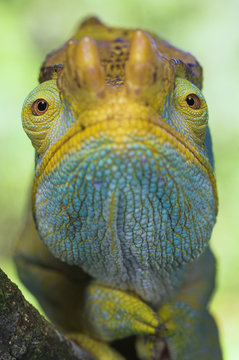 Portrait of male Parson's Chameleon (Chamaeleo parsonii), Ranomafana National Park, South eastern Madagascar.