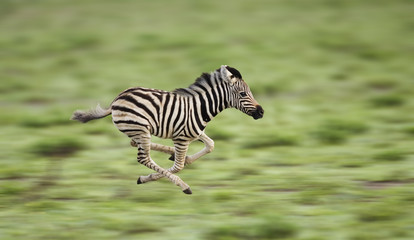 Common zebra foal running (Equus quagga). Etosha National Park, Namibia. Digitally enhanced.
