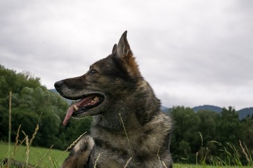 German Shepherd Dog in the nature - forest. Slovakia