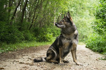 German Shepherd Dog in the nature - forest. Slovakia