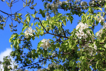 Blooming young pear tree in the spring garden.