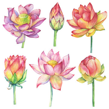 Set with pink flowers and buds lotus, (water lily, Indian lotus, sacred lotus, Egyptian lotus). Watercolor hand drawn painting illustration isolated on white background. Symbol of India.