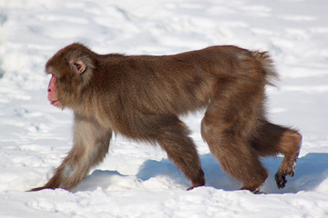 The japanese macaque walking on  white snow.