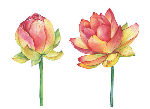 Exotic pink flowers lotus (water lily, Indian lotus, sacred lotus, Egyptian lotus). Watercolor hand drawn painting illustration isolated on white background. Symbol of India