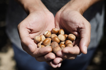 man picking hazelnuts
