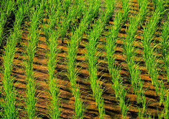 Green rice fields planted in Thailand.