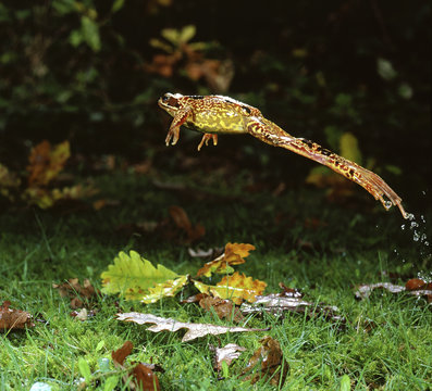 Common Frog (Rana temporaria) female leaping, UK.