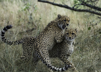 Cheetah cubs at play