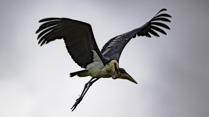 Stork flight