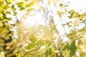 Autumn green leaves blurred background