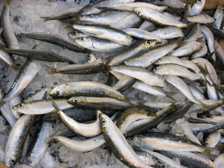 Fish in Greek fish market 