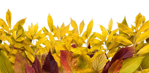 Fall season background, yellow rowan leaves