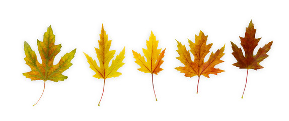 Fototapeta premium Fall maple leaves pattern isolated on white background