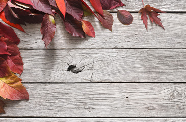 Naklejka na ściany i meble Fall season background, red rowan leaves