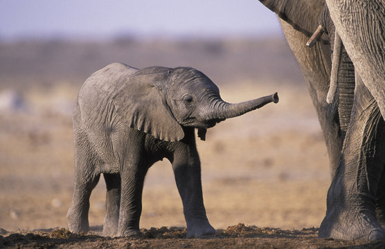 African elephant baby (Loxodonta africana). Etosha National Park, Namibia. Endangered species.