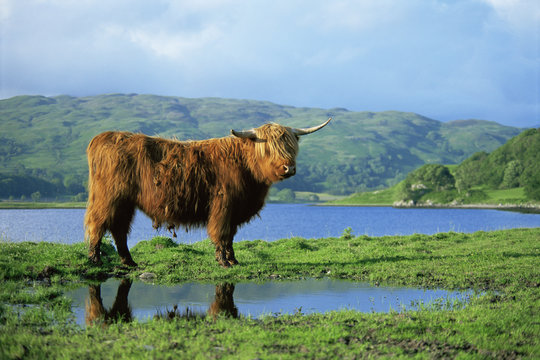 Highland cow (Bos taurus) next to Loch Oban. Argyll, Scotland, UK.