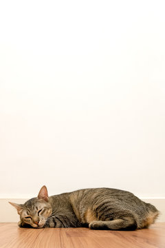 Cat sleeping on wooden floor with white blank space wall. adorable cat rest close eyes at Home.