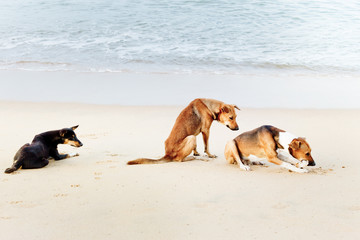 Hierarchie of eating, dogs of Sri Lanka