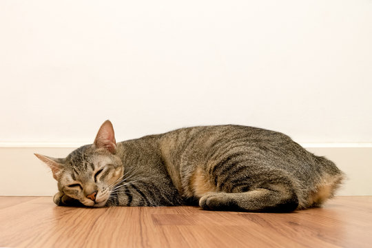 Cat sleeping on wooden floor with white blank space wall. adorable cat rest close eyes at Home.