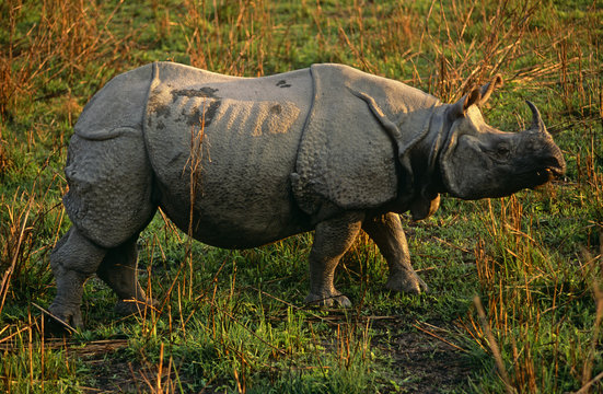 Female Indian rhinoceros (Rhinoceros unicornis) profile. Royal Chitwan National Park, Nepal. Endangered species.