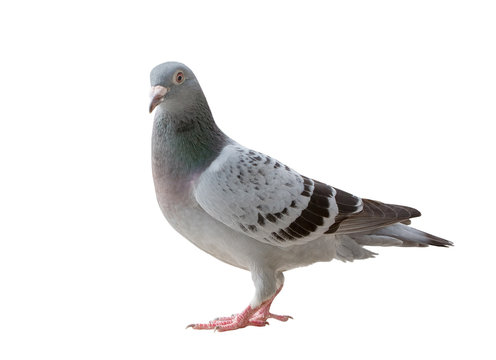 full body of sport racing pigeon bird looking eye contact to camera isolate white background