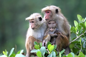 Famille de singes