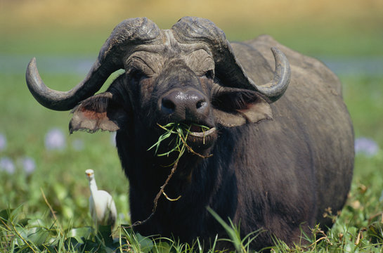 African buffalo feeding (Syncerus caffer), portrait. Mana Pools National Park, Zimbabwe.