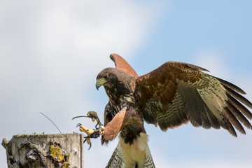 Haris's Hawk bird of prey landing at country fair falconry display
