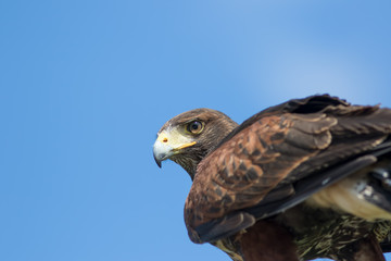 Bird of prey. Haris's hawk falcon in close up with copy space.