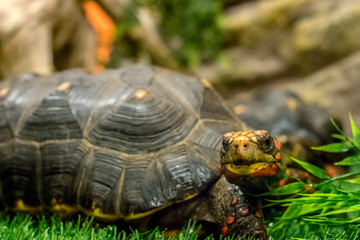 Tortoise in natural looking setting