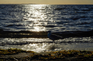 Waves at the Baltic Sea on the Island Poel, Germany