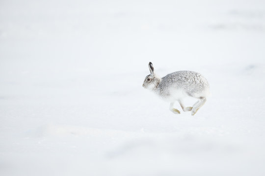 Mountain Hare (Lepus timidus) running across snow, Scotland. UK, January.