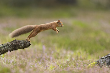Red Squirrel (Sciurus vulgaris) adult in summer coat leaping between fallen logs Scotland, UK. September.