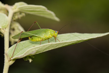 Image of Green grasshopper on green leaves. Insect Animal