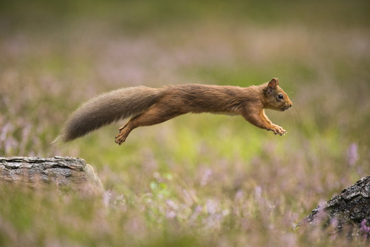 Red Squirrel (Sciurus vulgaris) in summer coat leaping between fallen logs. Scotland, UK. September.
