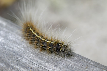 Image of Hairy caterpillar (Eupterote testacea) on natural background. Insect Animal
