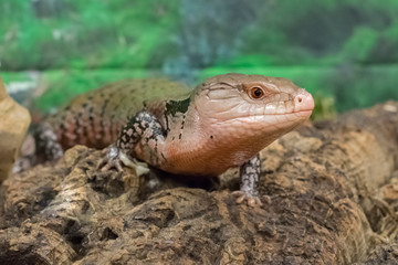 Side view of blue tongued lizard on tree trunk