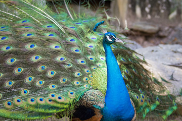 Obraz premium Image of a peacock showing its beautiful feathers. wild animals.